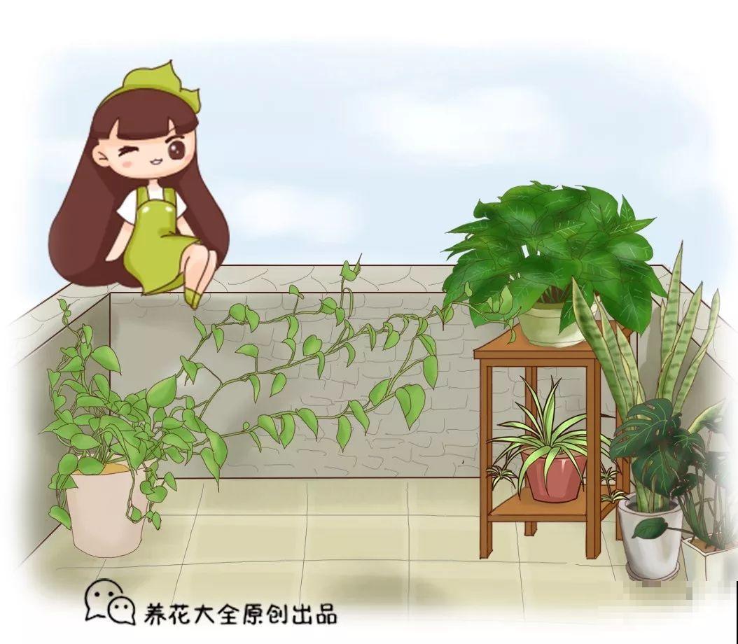 80种耐阴花，光线不好照样养的活，新手的救星！
