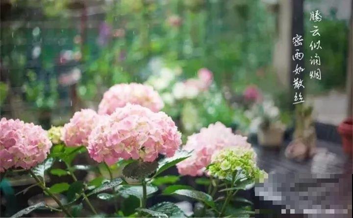 家里养这花，8月底必须剪，不然明年甭想赏花啦！