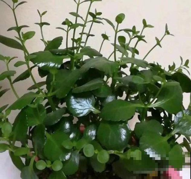 长寿花也分公母？那为啥我家的都不开花，扎心了！