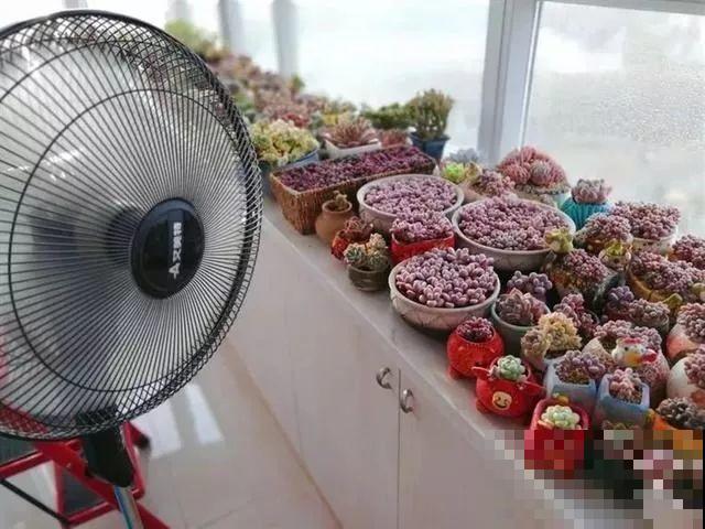 会休眠的12种花，想要安全度夏就别折腾，越浇水死的越快！