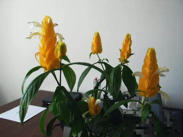 这花长得像大虾，看着就很有食欲，可在东北人这都是“苞米”！