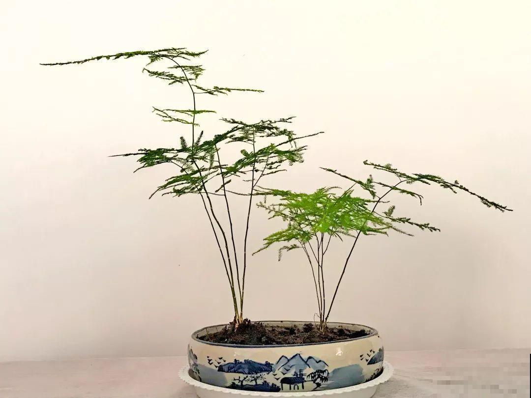 人和花都是相通的，看你养的花，就知道你是什么性格了！