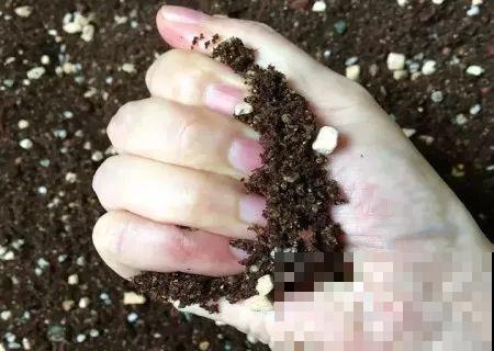 扔在门口的“韭菜”，竟然开出小百合，这花也太低调了！