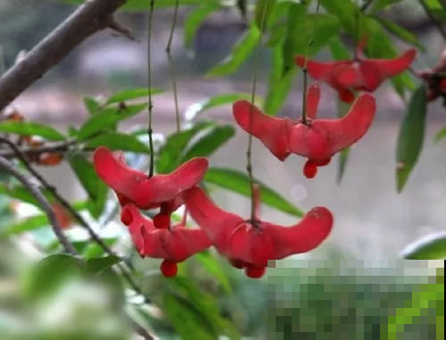 这盆栽，零下30度都冻不死，比牡丹好养多了，而且美过了枫叶红！
