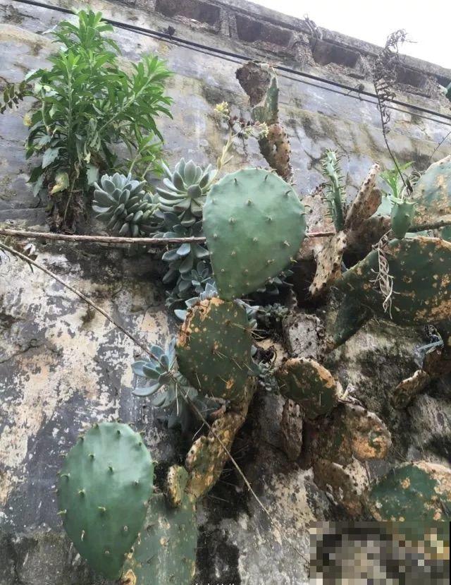 养花种菜，连墙缝都不放过，满墙多肉，羡煞旁人！