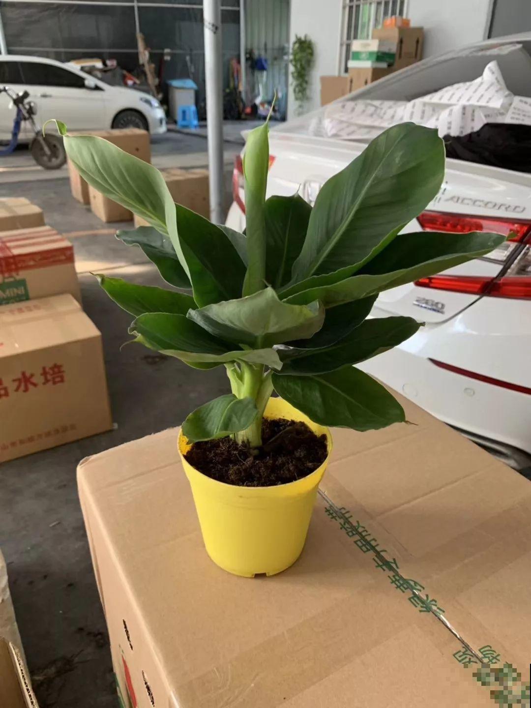 比绿萝还耐阴的花，叶子亮得像打蜡，摆客厅上档次！