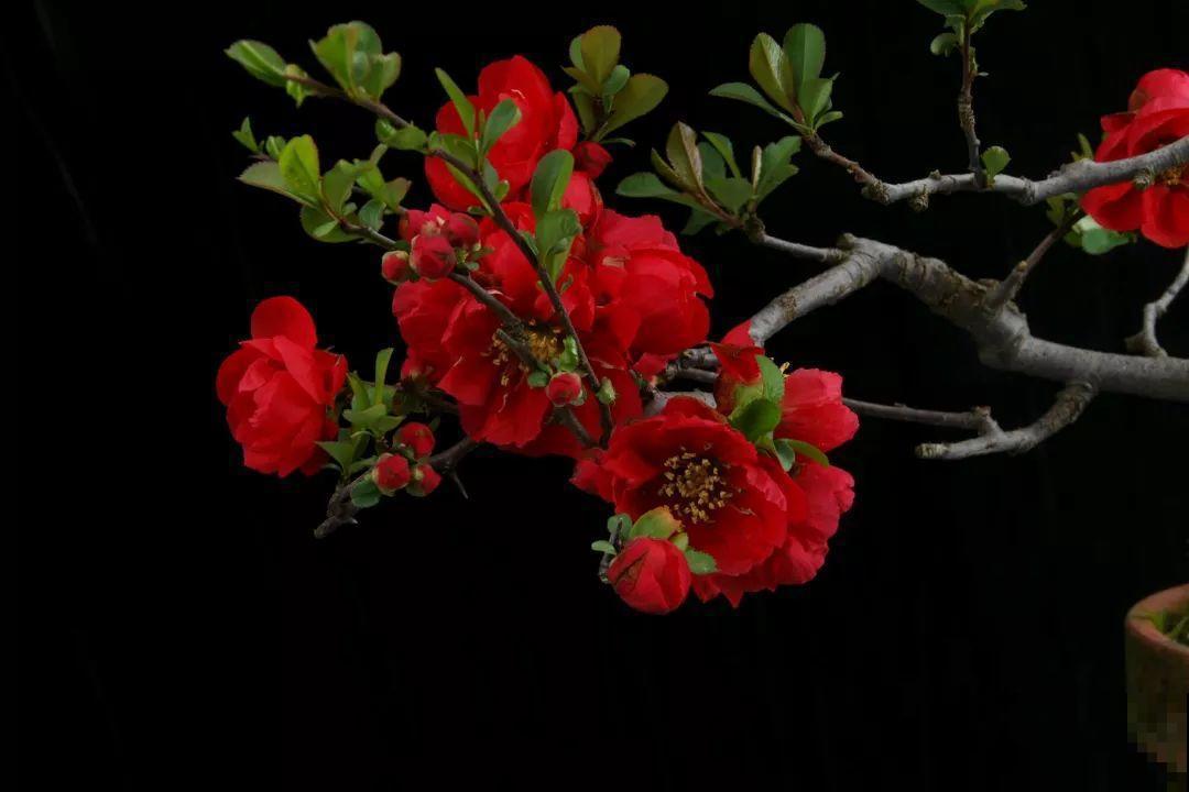 公认难养的花，他花10年时间养成盆景，价值翻倍！