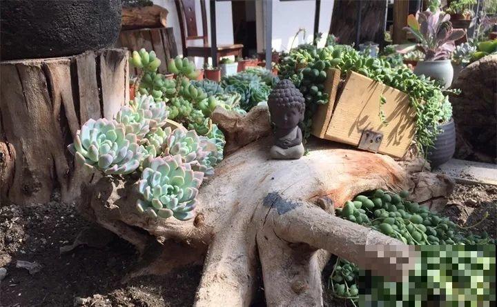 盆里放个它，多肉越养越好看，拍照颜值杠杠滴！
