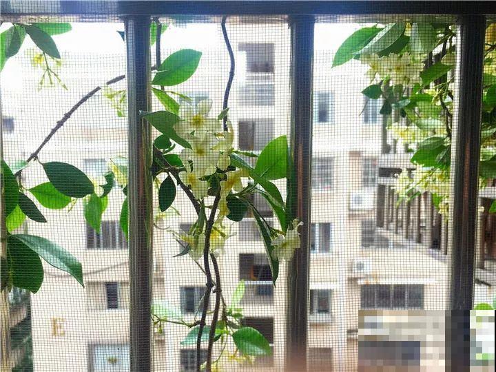小窗台养这5种花，太阳一晒就开花，3个月爬满墙！