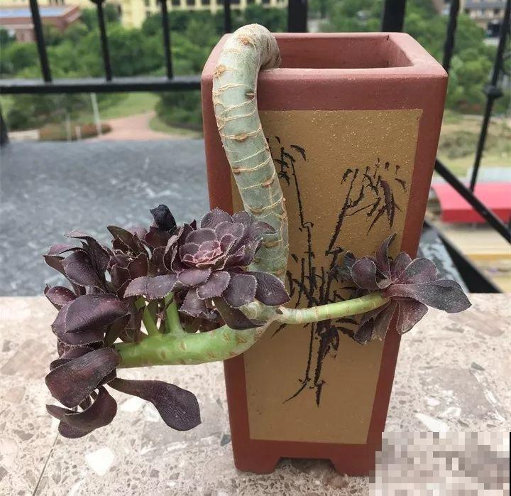 徒长的多肉，给它拴块砖头，养成老桩赚翻了！