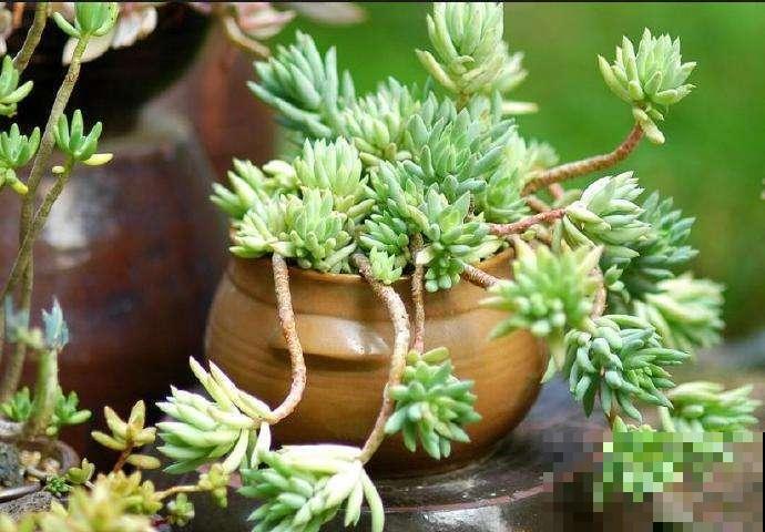 这9种多肉，一到夏天就徒长，还能不能做个安静的小胖子了！