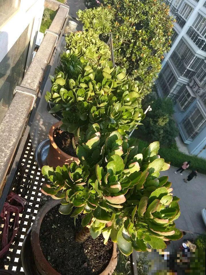8月养花，头等大事就是修剪，剪的及时，明年坐等爆花！