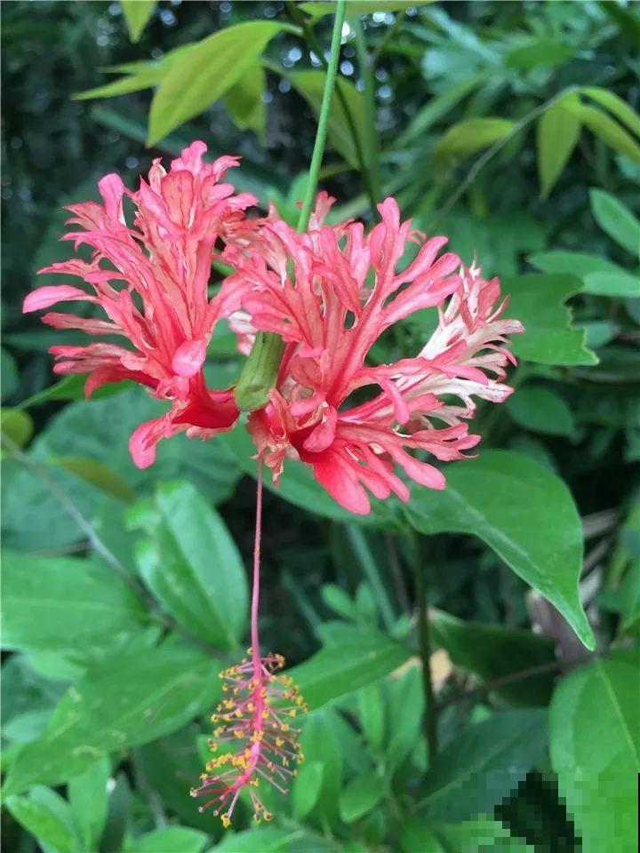 10种花最娇贵，开花如美人，看见就想搬回家！