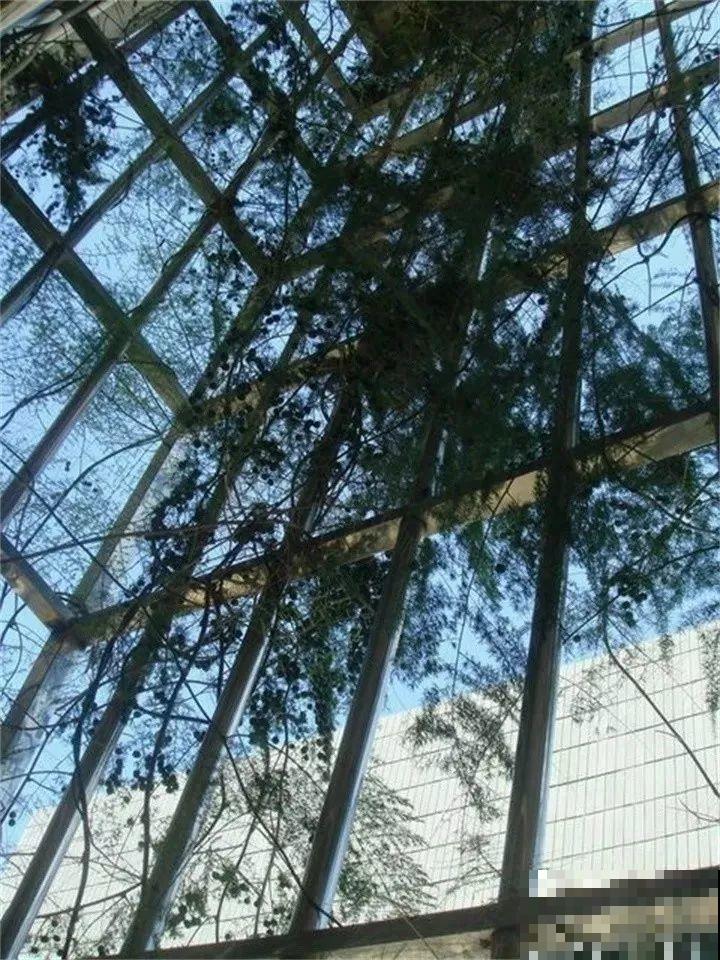 能开花的绿萝，一年四季开不败，这花养着真省心！