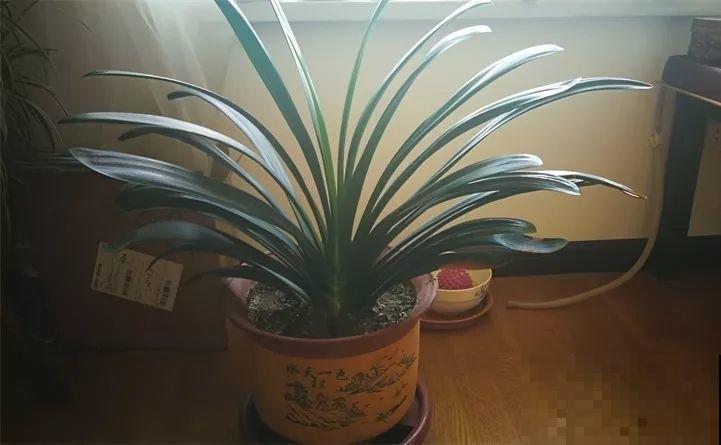 三伏后还有秋老虎，6种花不能乱晒，小心黄叶全死翘！