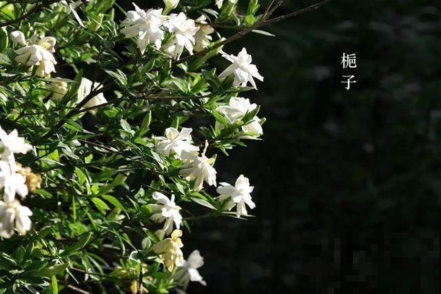公认难养的花，他花10年时间养成盆景，价值翻倍！