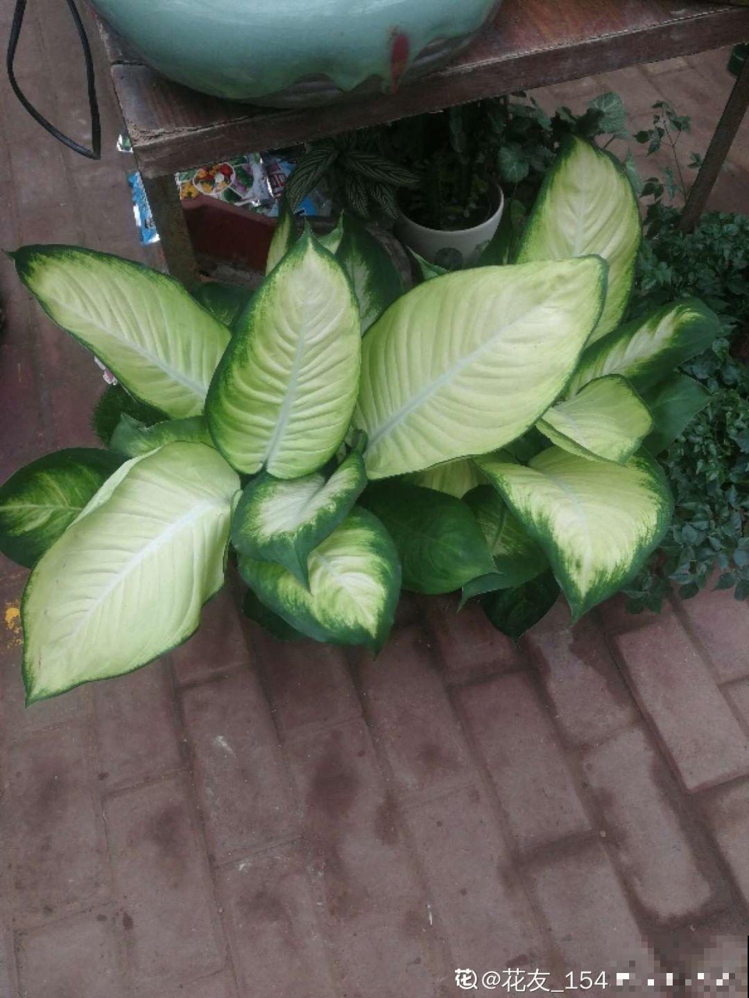 10种耐阴又好养的花，叶子油亮还茂盛，就是一个天然的净化器！