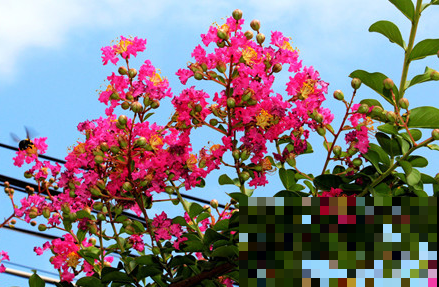 这3种花，从夏天开到现在，丝毫没有停的意思！