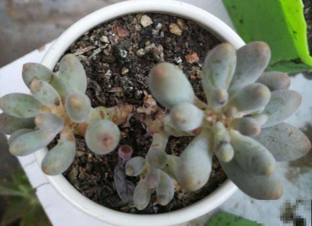 拿针扎佛珠？都是手贱惹的祸，怪不得都烂了！