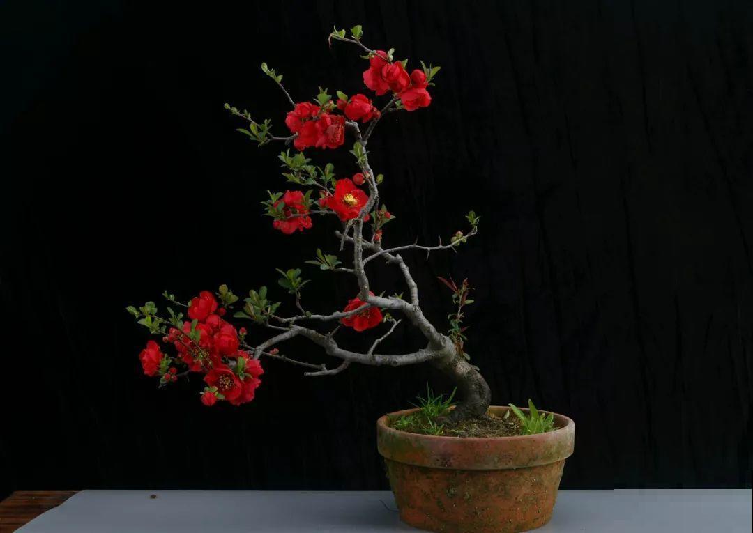 公认难养的花，他花10年时间养成盆景，价值翻倍！