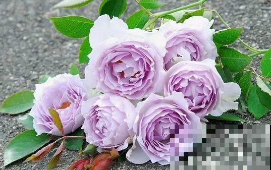 这花一年能开8个月，开完剪，剪完开，养花人都爱它！