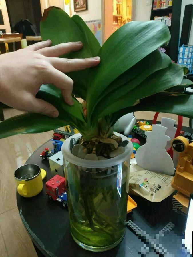 这12种花，夏天直接扔水里，蹭蹭长个开花拦不住！