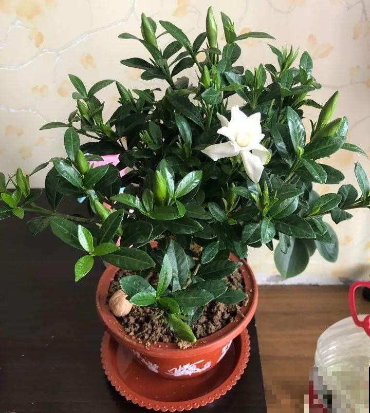 这8种花，拿棍子一绑凹个造型，身价嗖嗖往上翻！