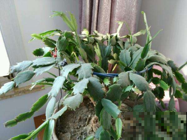蟹爪兰叶子发蔫？那不是缺水，而是根烂了！