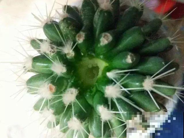 4种耐养花，不用管就疯长，新手必备！
