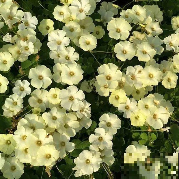 这花埋土里，不用剪就开爆，来年挖出来种球数翻10倍！