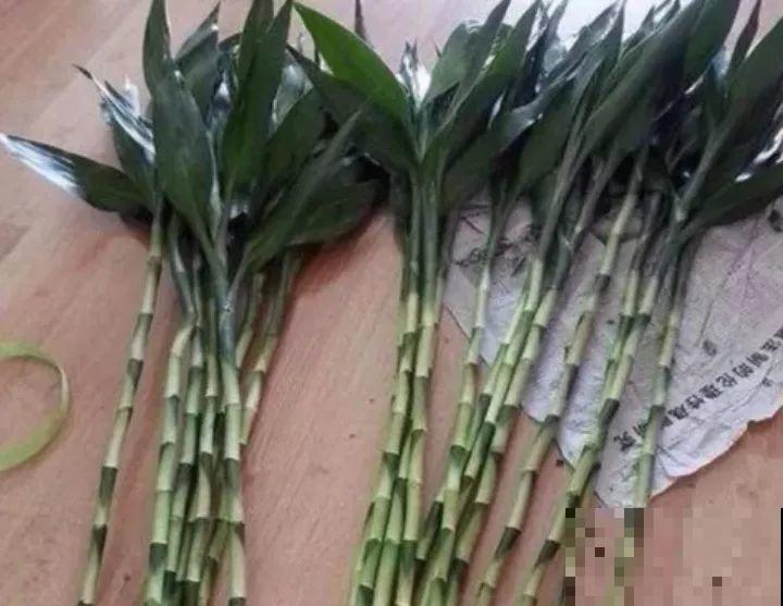 3种便宜花，被爷爷辫成辫子，颜值飙升秒变艺术品！