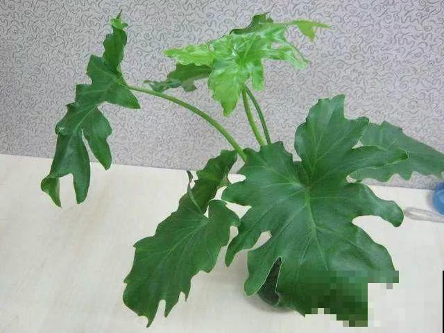 买花听到这4句话，掉头就走，不然坑的就是你！