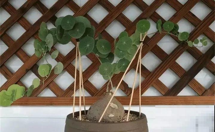 80种耐阴花，光线不好照样养的活，新手的救星！