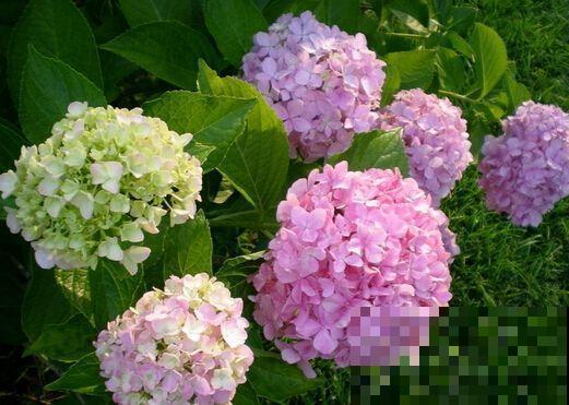 这花没开前像杂草，淋场雨就开花，美成小百合！