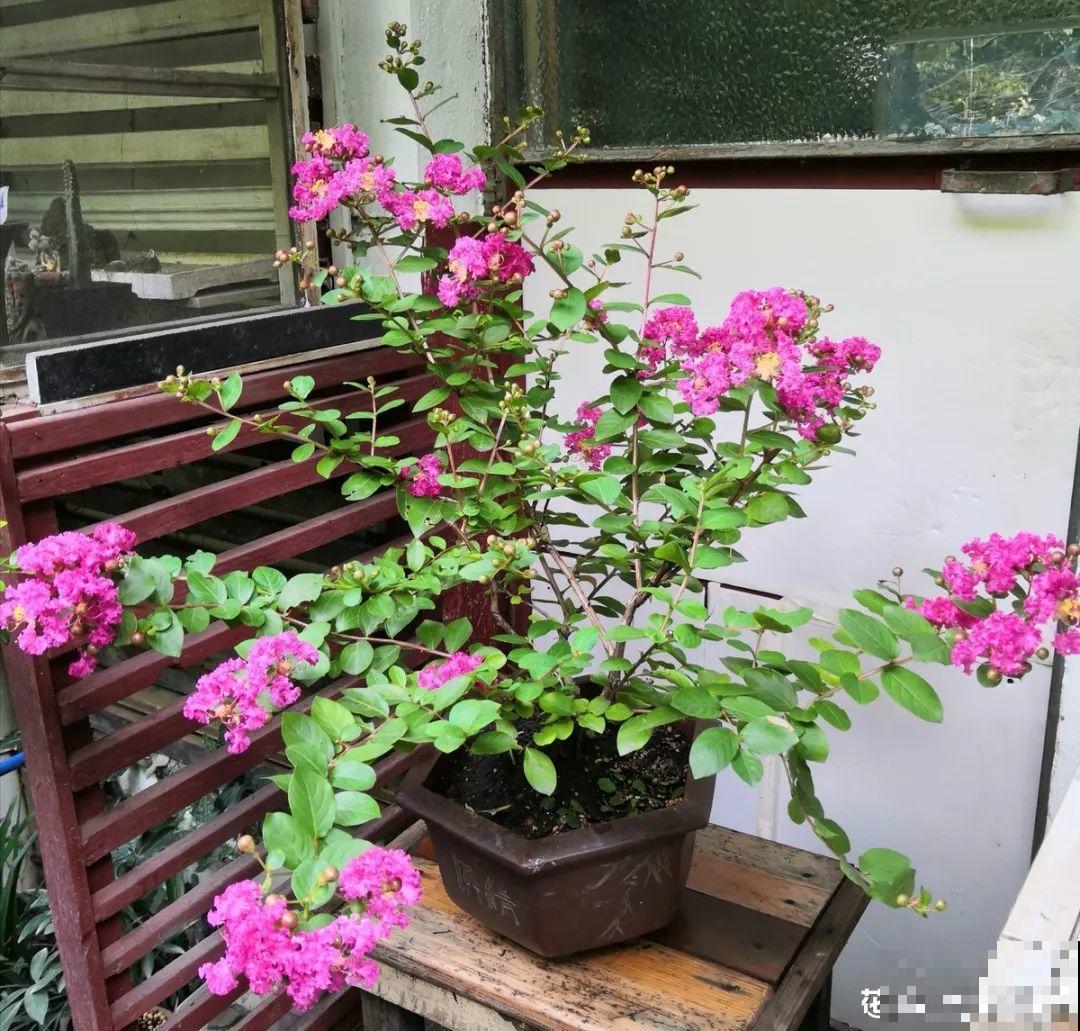 没人要的路边花，他搬回家养成宝，现在谁看了都想要！