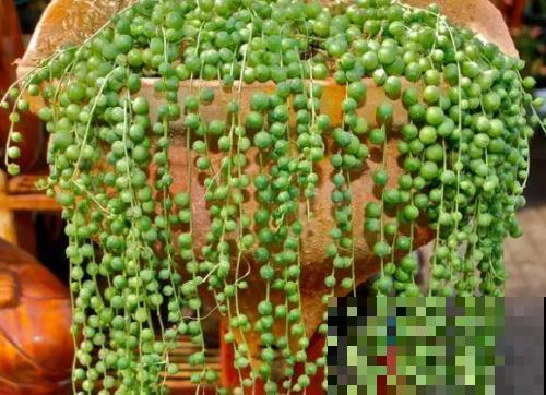几大扦插多肉，插啥旺啥，一月就爆盆！