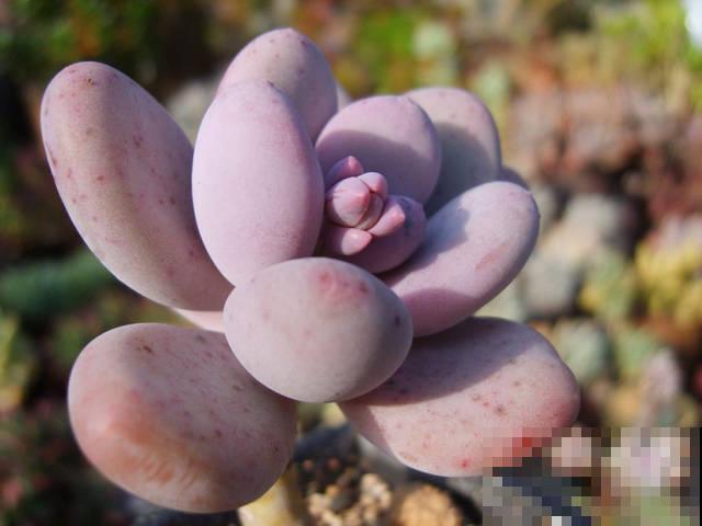 养肥桃蛋，1个月让他呼呼长，个个长成个小胖子！