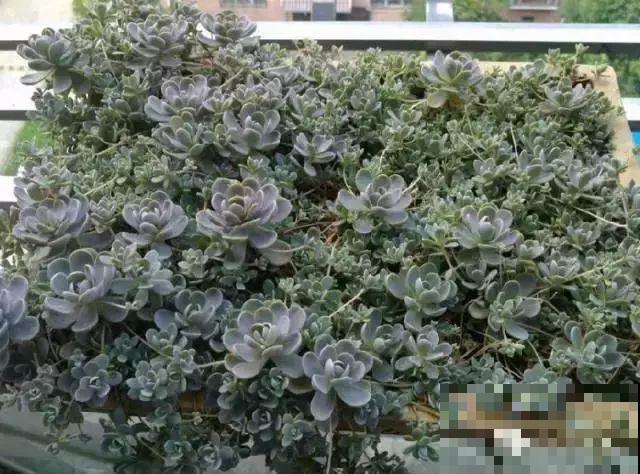 这8种多肉，现在扦插，插啥活啥，1个月就爆盆！