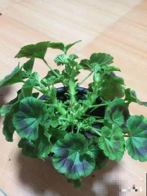 秋天说来就来，这花睡饱了一个夏天，是时候栽盆里了！