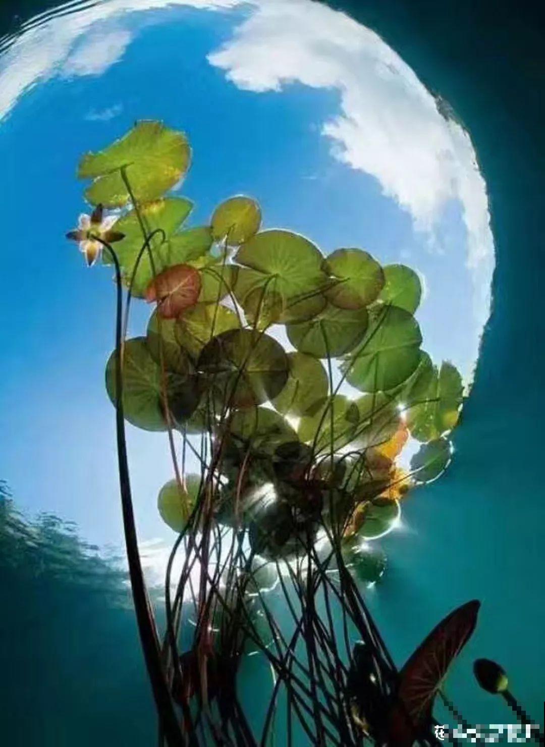 愿老来有个小院，养花种草，做一个幸福的养花奴！