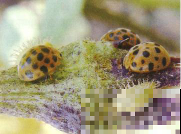 阳台看见瓢虫以为是益虫？这种瓢虫是叛徒，一天就把花啃精光！