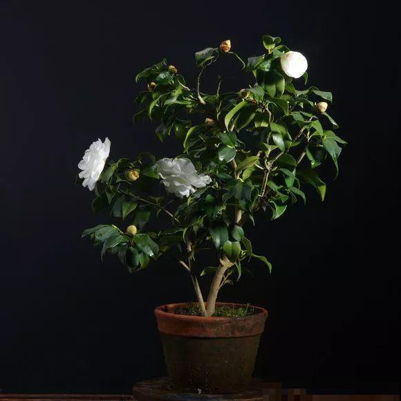公认难养的花，他花10年时间养成盆景，价值翻倍！