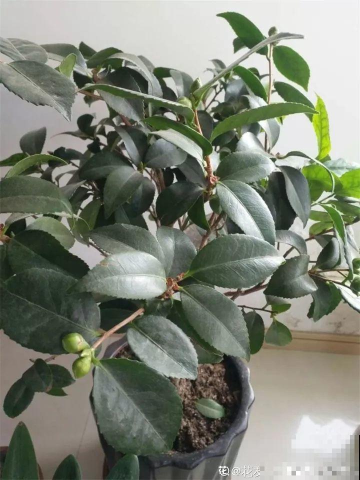 茶花8月冒花苞，赶紧剪一半，不然一年没花赏！