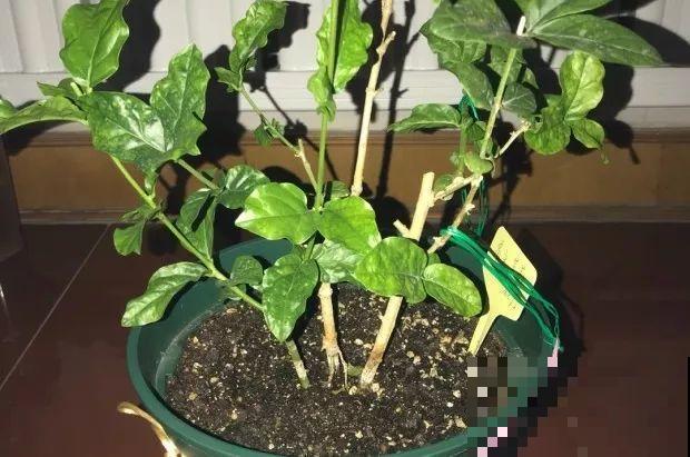 9月快上壮花肥，10天撒一把，新芽蹭蹭往外长！
