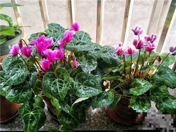 秋天养这30种花，能开200天，让你一次看个够！