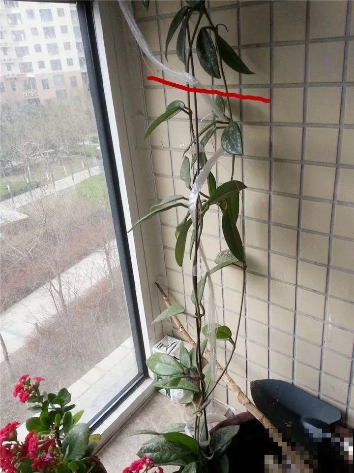 这花从春天到秋天，一茬接一茬，养在阳台美成一道风景线！
