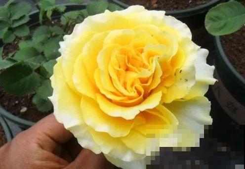 这花一年能开8个月，开完剪，剪完开，养花人都爱它！