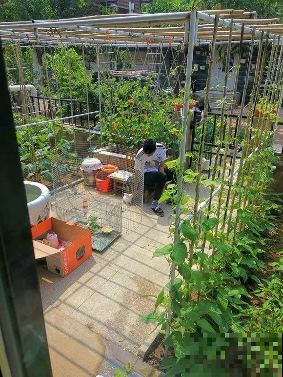 羡慕家里有小菜园的，盛夏季节，通通都爆发！