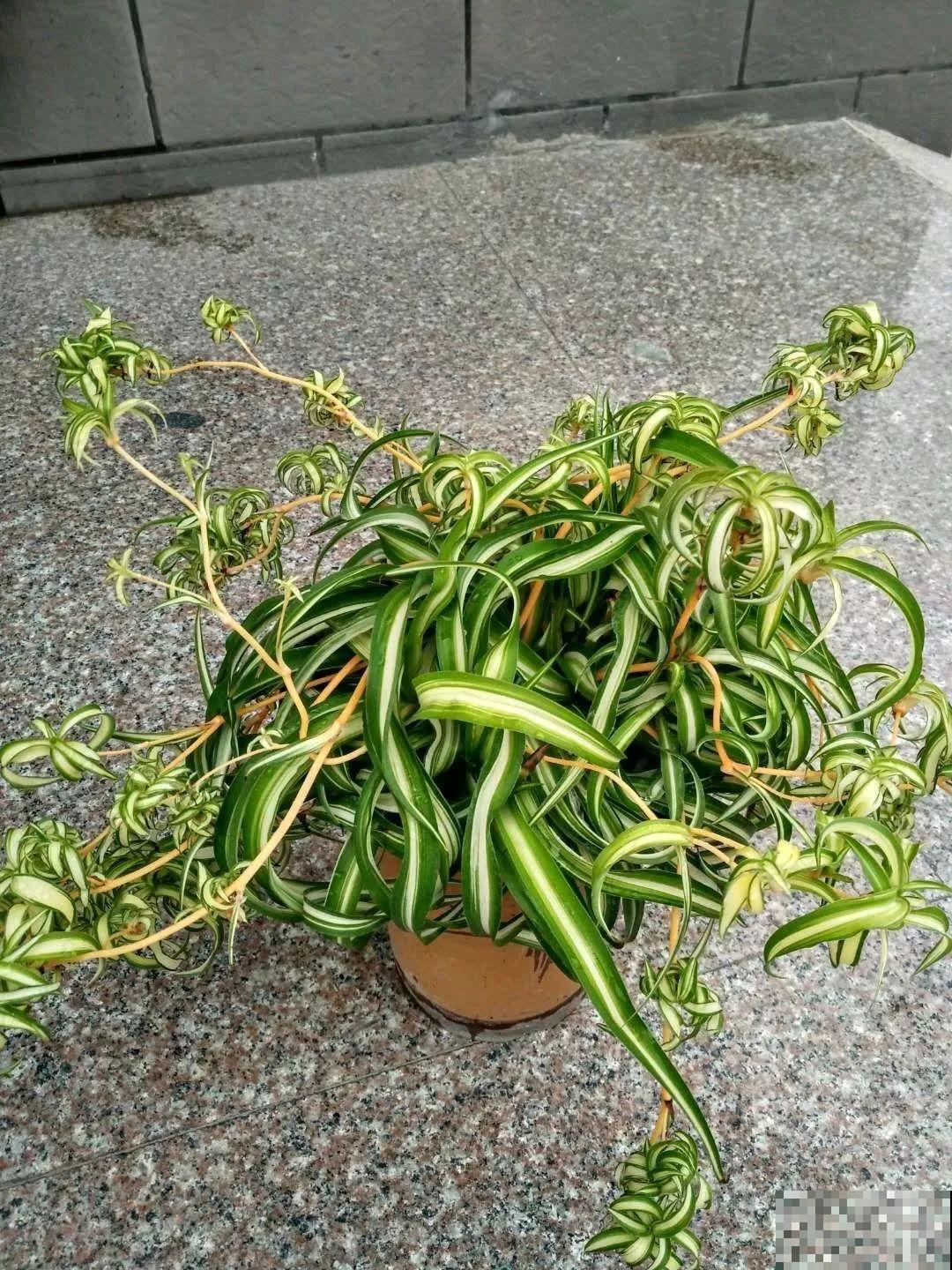这花特耐阴，晾衣杆上挂起来养，越养越爆盆！