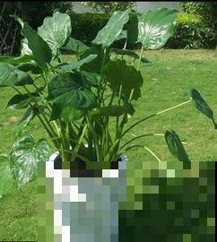 滴水观音好看但有毒，没关系，养盆它就够了！